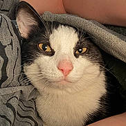 Smitty joined the competition — help win amazing prizes! cat, close_up, black_and_white, yellow_eyes, pink_nose, whiskers, fur, blanket, cozy, indoor, pet, resting, soft_texture, animal, portrait, cute, sleepy, feline, comfort, warm