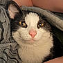 cat, close_up, black_and_white, yellow_eyes, pink_nose, whiskers, fur, blanket, cozy, indoor, pet, resting, soft_texture, animal, portrait, cute, sleepy, feline, comfort, warm