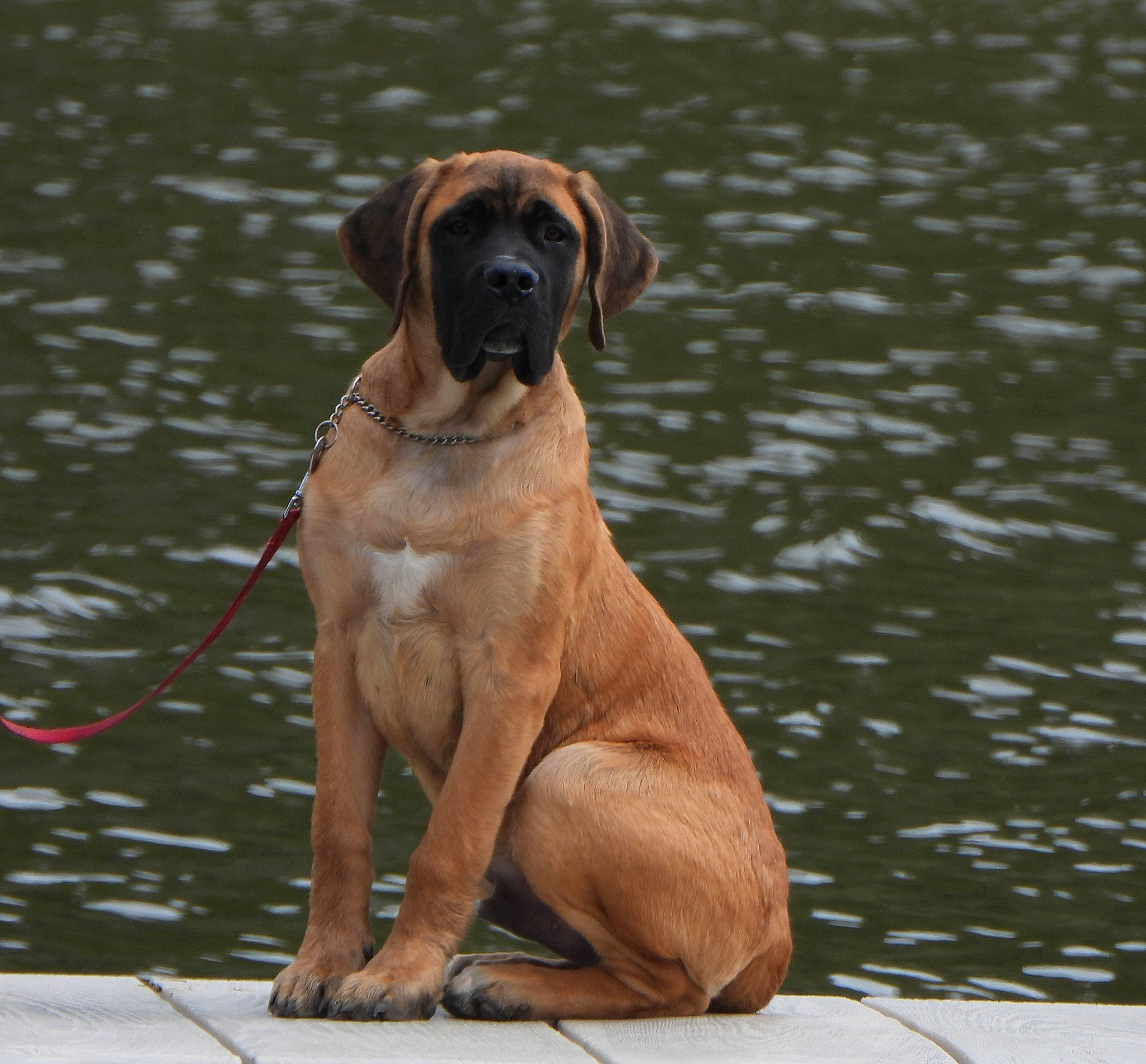 Maximus is registered to the contest to win money with this photo: canidae, carnivore, collar, companion_dog, dog, dog_breed, dog_collar, fawn, guard_dog, gun_dog, lake, liver, mammal, snout, sporting_group, tail, terrestrial_animal, water, working_animal, working_dog