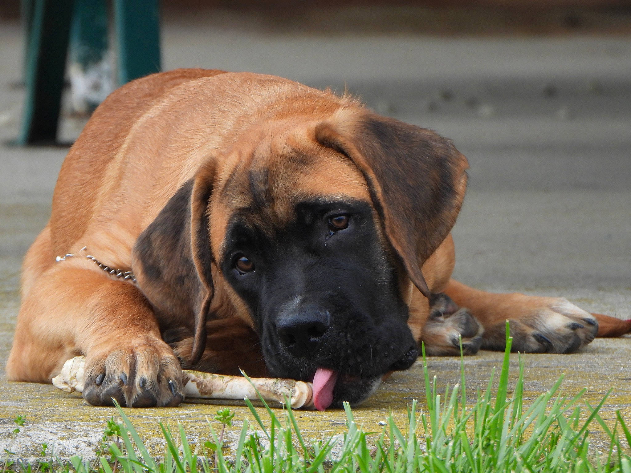 Maximus joined the competition — help win amazing prizes! canidae, carnivore, companion_dog, dog, dog_breed, fawn, grass, guard_dog, plant, snout, sporting_group, terrestrial_animal, working_animal, working_dog