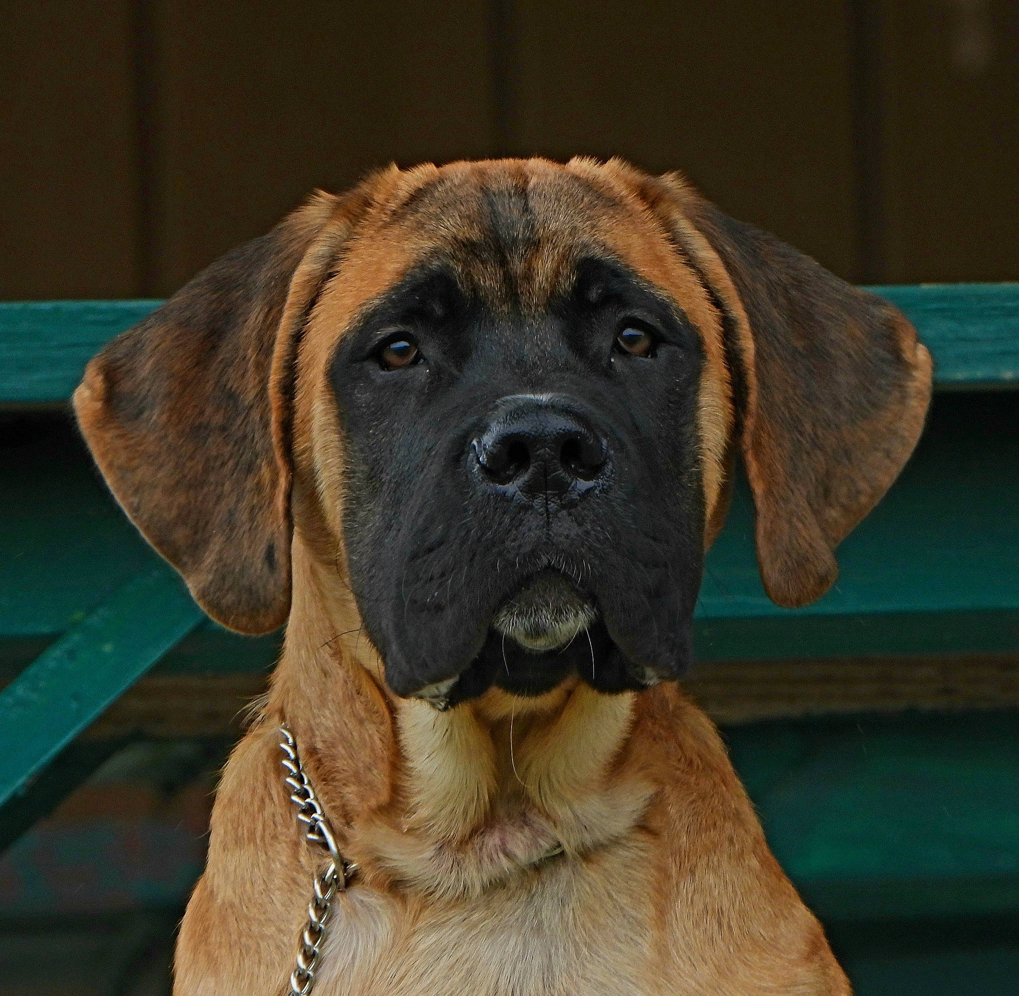 Maximus joined the competition — help win amazing prizes! ancient_dog_breeds, canidae, carnivore, collar, companion_dog, dog, dog_breed, dog_collar, fawn, fur, giant_dog_breed, guard_dog, hunting_dog, liver, molosser, snout, sporting_group, whiskers, working_animal, working_dog