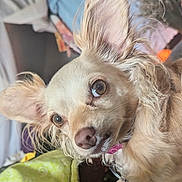 Nina is registered to the contest to win money with this photo: animal, blanket, brown, close_up, collar, companion, cozy, curious, cute, dog, ears, eyes, fur, furry, indoor, light, lying_down, pet, small_dog, soft