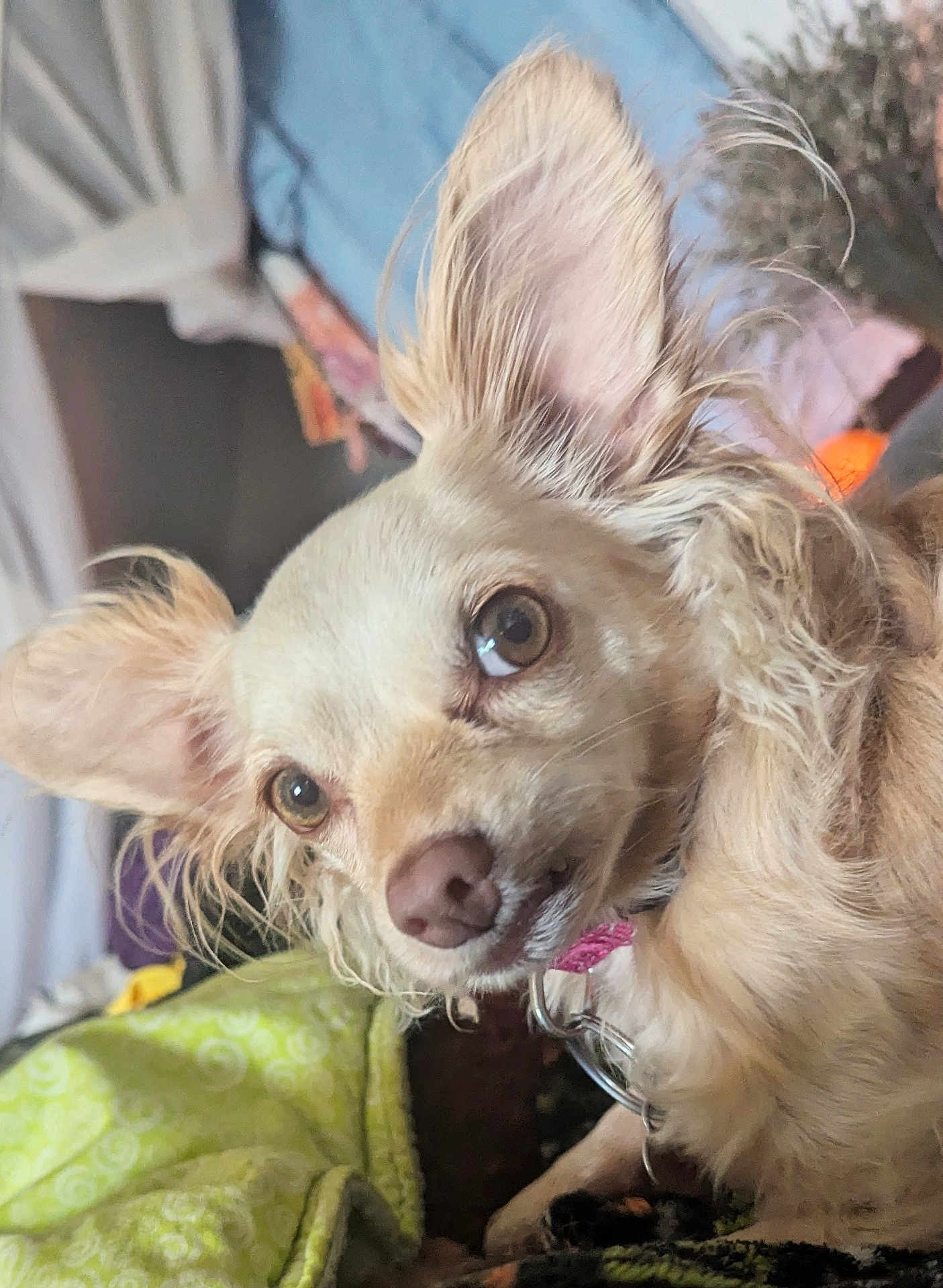 Nina