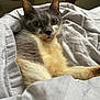Rita is registered to the contest to win money with this photo: animal, bed, blanket, cat, closeup, comfort, cozy, curious, cute, feline, fur, gray, indoor, mammal, pet, relaxed, resting, soft, whiskers, yellow_eyes
