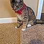 Trixie joined the competition — help win amazing prizes! cat, tabby, bow_tie, red, carpet, indoor, pet, animal, feline, curious, sitting, white_paws, floor, wall, outlet, household, domestic, cute, young_cat, looking_down