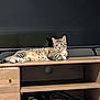 cat, tabby, feline, pet, indoor, wooden_furniture, tv_stand, television, relaxed, lounging, curious, calm, striped, paws, ears, whiskers, reflection, technology, living_room, home