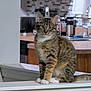 cat, tabby, white_paws, sitting, indoor, kitchen, counter, furniture, domestic_animal, pet, fur, whiskers, ears, tail, alert, looking, household, background, wood, sink