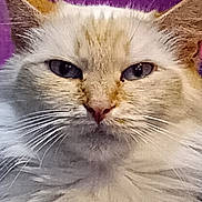 Mimine a rejoint le concours — aidez-le/la à gagner de superbes lots ! animal, blue_eyes, cat, close_up, cute, domestic_animal, ears, expression, face, feline, fluffy, fur, indoor, looking, mammal, nose, pet, portrait, purple_background, whiskers