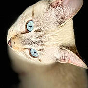 Manouche a rejoint le concours — aidez-le/la à gagner de superbes lots ! cat, blue_eyes, close_up, animal, pet, fur, ear, whiskers, portrait, looking_back, black_background, soft_lighting, mammal, domestic_cat, feline, cute, face, head, profile, alert