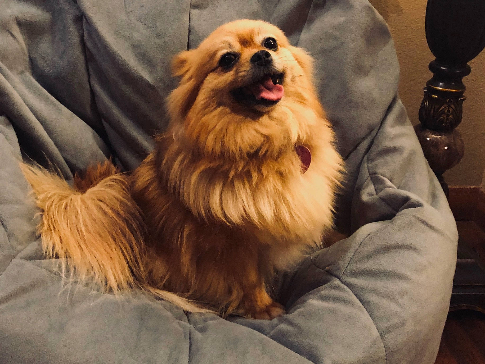 Roxi is registered to the contest to win money with this photo: ancient_dog_breeds, canidae, carnivore, companion_dog, dog, dog_breed, fawn, fur, mammal, pekingese, pomeranian, snout, spitz, sporting_group, tibetan_spaniel, vertebrate, whiskers