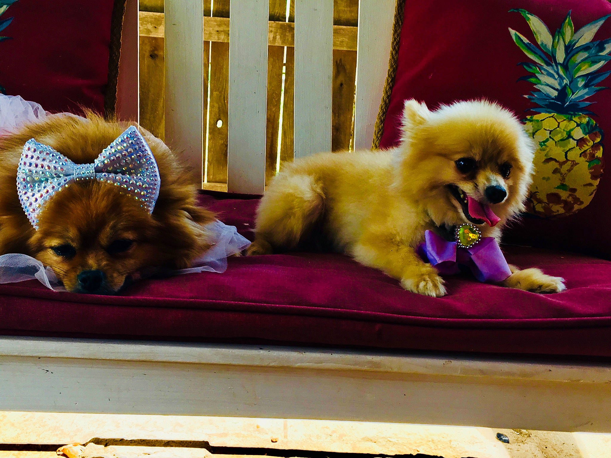 Roxi is registered to the contest to win money with this photo: ancient_dog_breeds, canidae, carnivore, companion_dog, dog, dog_breed, fawn, german_spitz, german_spitz_klein, mammal, non_sporting_group, pekingese, pomeranian, puppy, snout, spitz, sporting_group, tibetan_spaniel, toy_dog, vertebrate