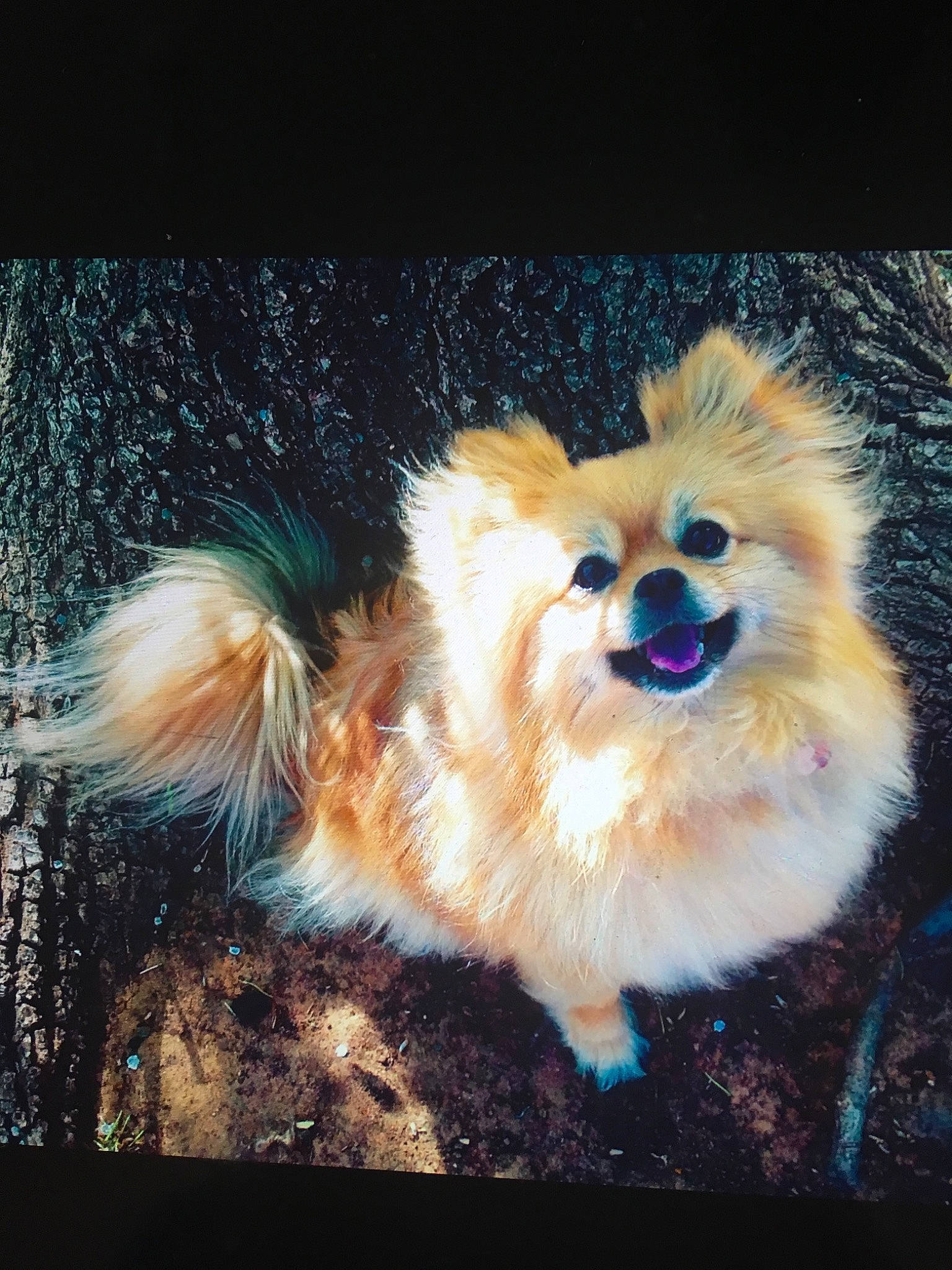 Roxi is registered to the contest to win money with this photo: canidae, carnivore, companion_dog, dog, dog_breed, fawn, fur, german_spitz, german_spitz_klein, german_spitz_mittel, mammal, non_sporting_group, pomeranian, puppy, snout, spitz, toy_dog, vertebrate, volpino_italiano, whiskers