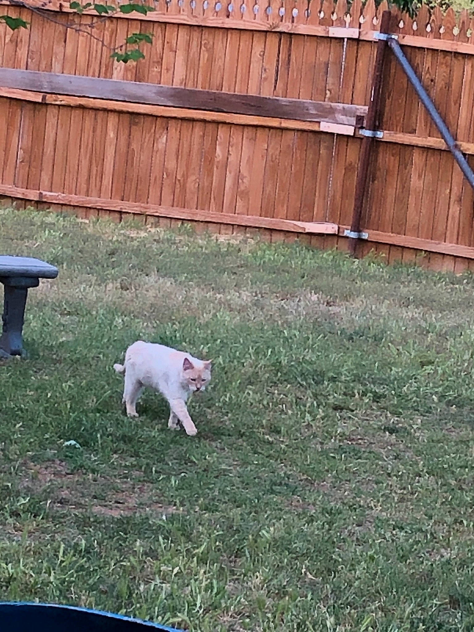 Charles joined the competition — help win amazing prizes! backyard, canidae, carnivore, dog, dog_breed, fence, garden, grass, lawn, non_sporting_group, plant, tail, white_shepherd, yard