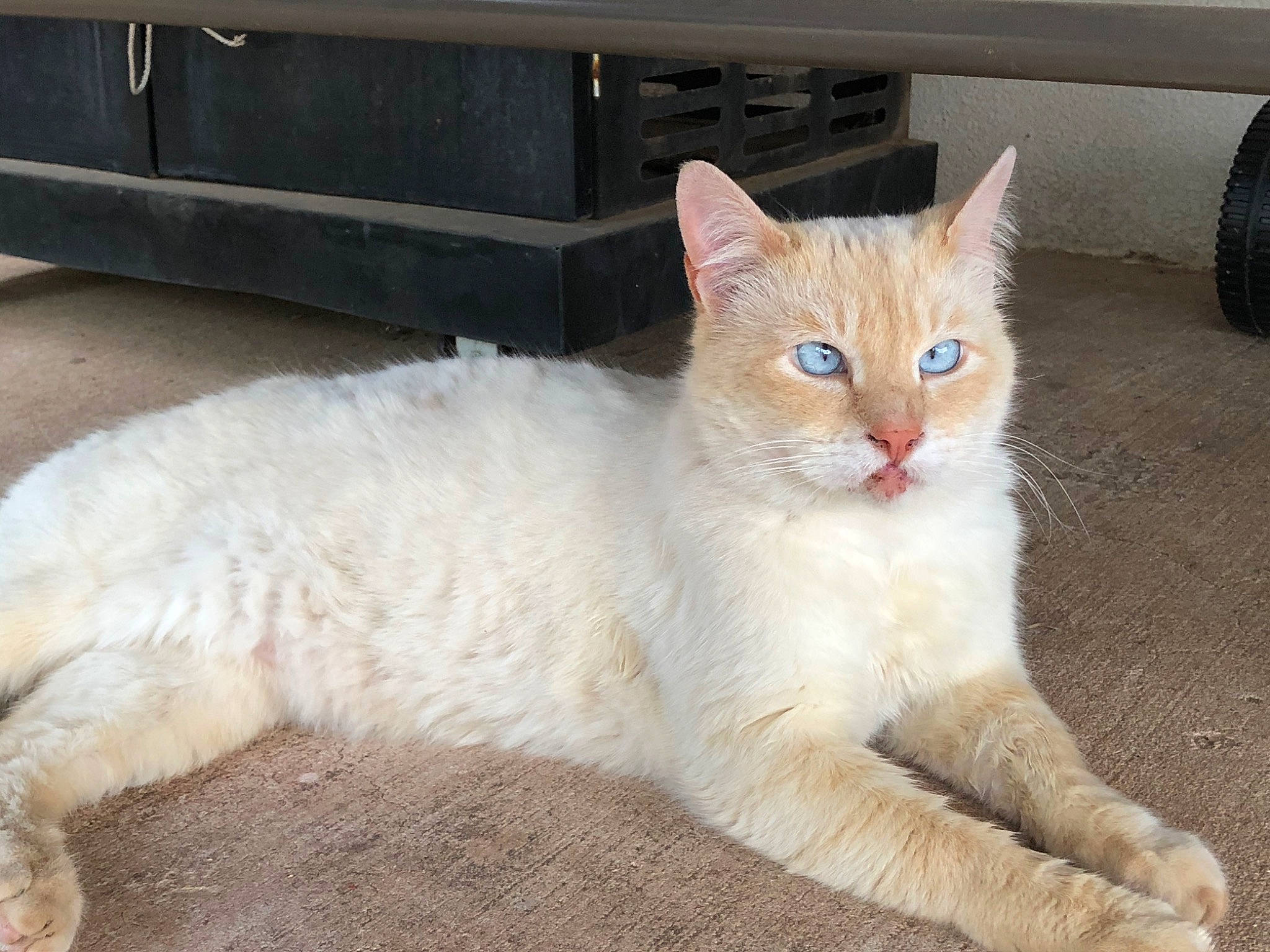 Charles is registered to the contest to win money with this photo: aegean_cat, arabian_mau, asian, asian_semi_longhair, burmilla, carnivore, cat, domestic_long_haired_cat, domestic_short_haired_cat, european_shorthair, eye, fawn, felidae, mammal, ojos_azules, small_to_medium_sized_cats, turkish_angora, turkish_van, vertebrate, whiskers