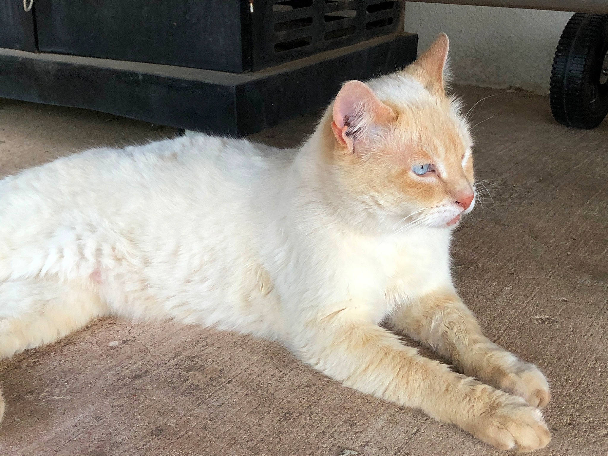 Charles joined the competition — help win amazing prizes! aegean_cat, arabian_mau, asian, burmilla, carnivore, cat, domestic_long_haired_cat, domestic_short_haired_cat, eye, felidae, fur, german_rex, mammal, ojos_azules, small_to_medium_sized_cats, tail, turkish_angora, turkish_van, vertebrate, whiskers