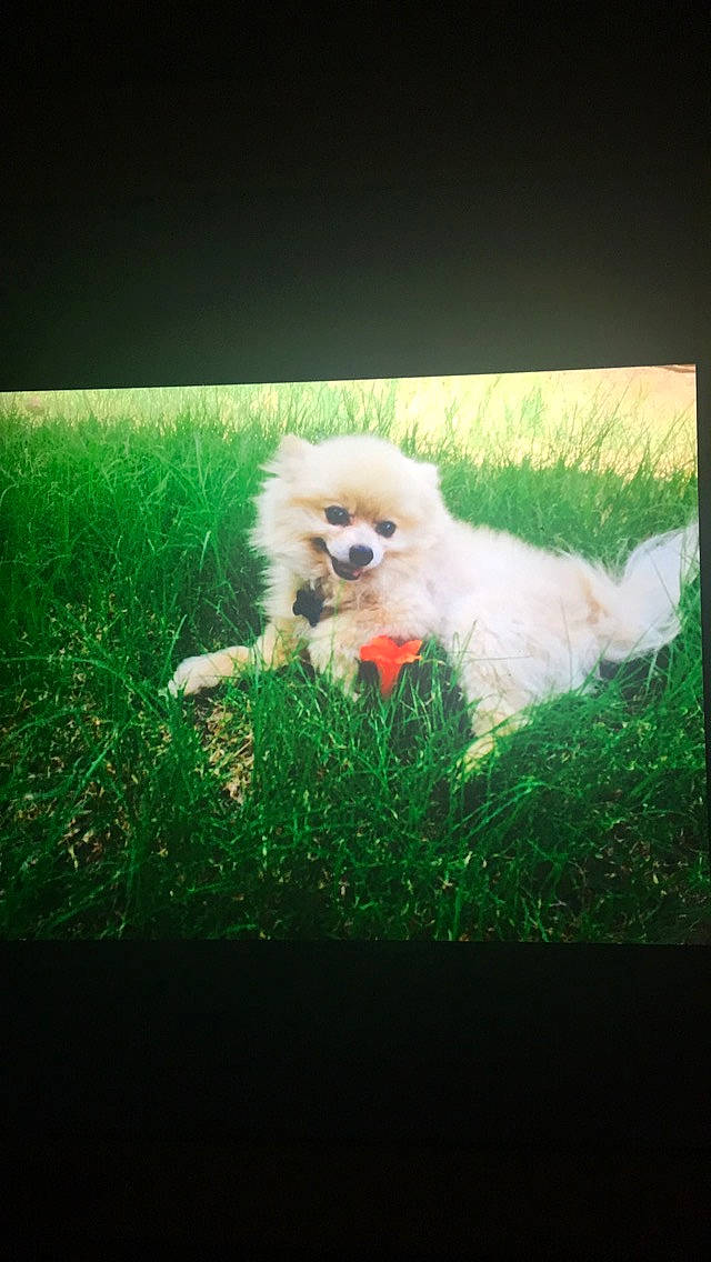 Peanut joined the competition — help win amazing prizes! canidae, carnivore, cavachon, companion_dog, dog, dog_breed, fawn, grass, mammal, non_sporting_group, pomeranian, puppy, spitz, sporting_group, tibetan_spaniel, toy_dog, vertebrate, volpino_italiano