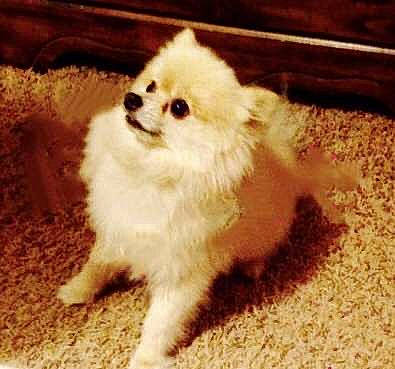 Peanut joined the competition — help win amazing prizes! canidae, carnivore, cat, companion_dog, dog, dog_breed, german_spitz, german_spitz_klein, german_spitz_mittel, indian_spitz, japanese_spitz, mammal, pomeranian, puppy, skin, spitz, toy_dog, vertebrate, volpino_italiano, whiskers