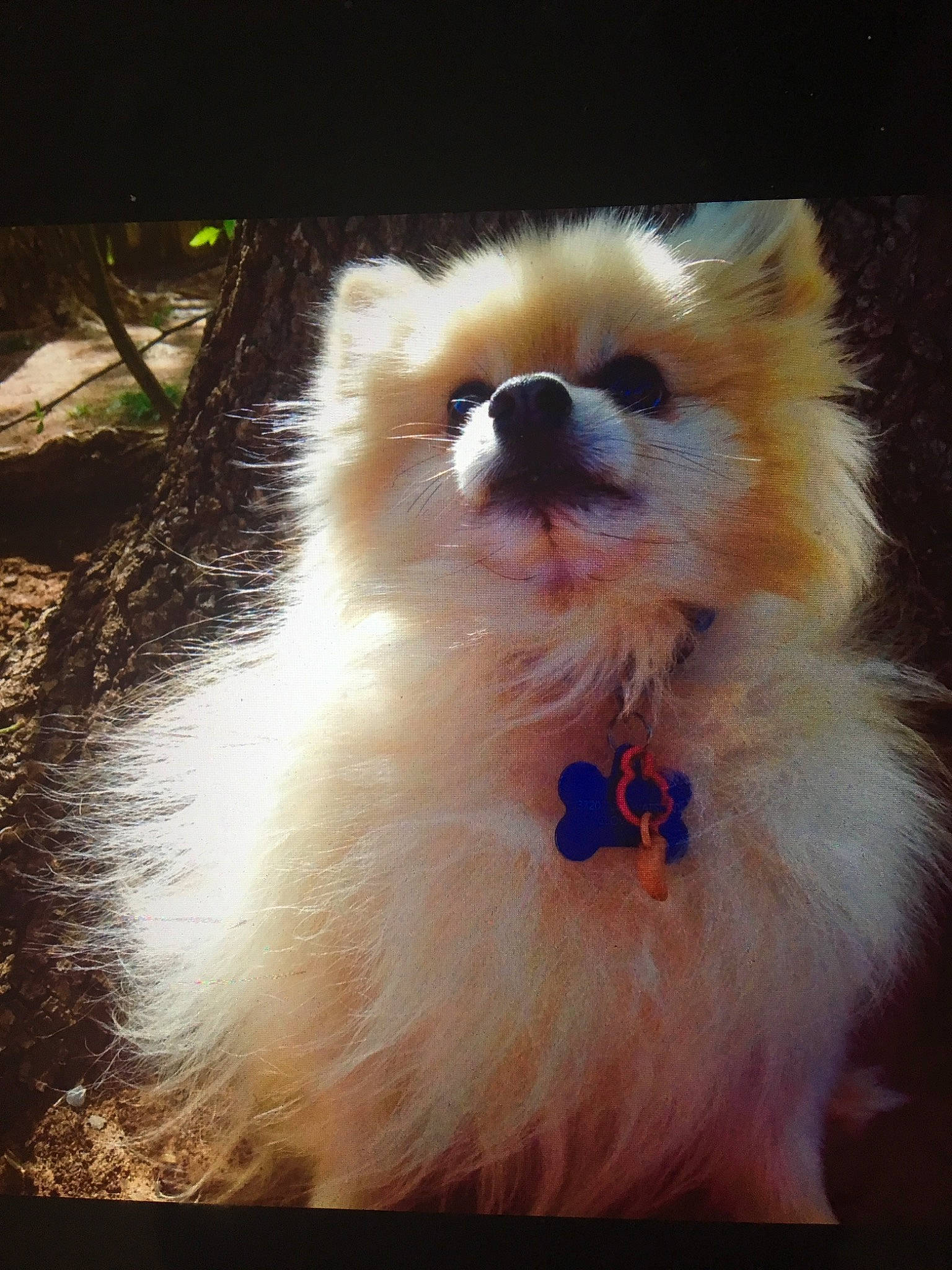 Peanut is registered to the contest to win money with this photo: canidae, carnivore, companion_dog, dog, dog_breed, fur, german_spitz, german_spitz_klein, german_spitz_mittel, japanese_spitz, mammal, non_sporting_group, nose, pomeranian, puppy, snout, spitz, toy_dog, volpino_italiano, whiskers