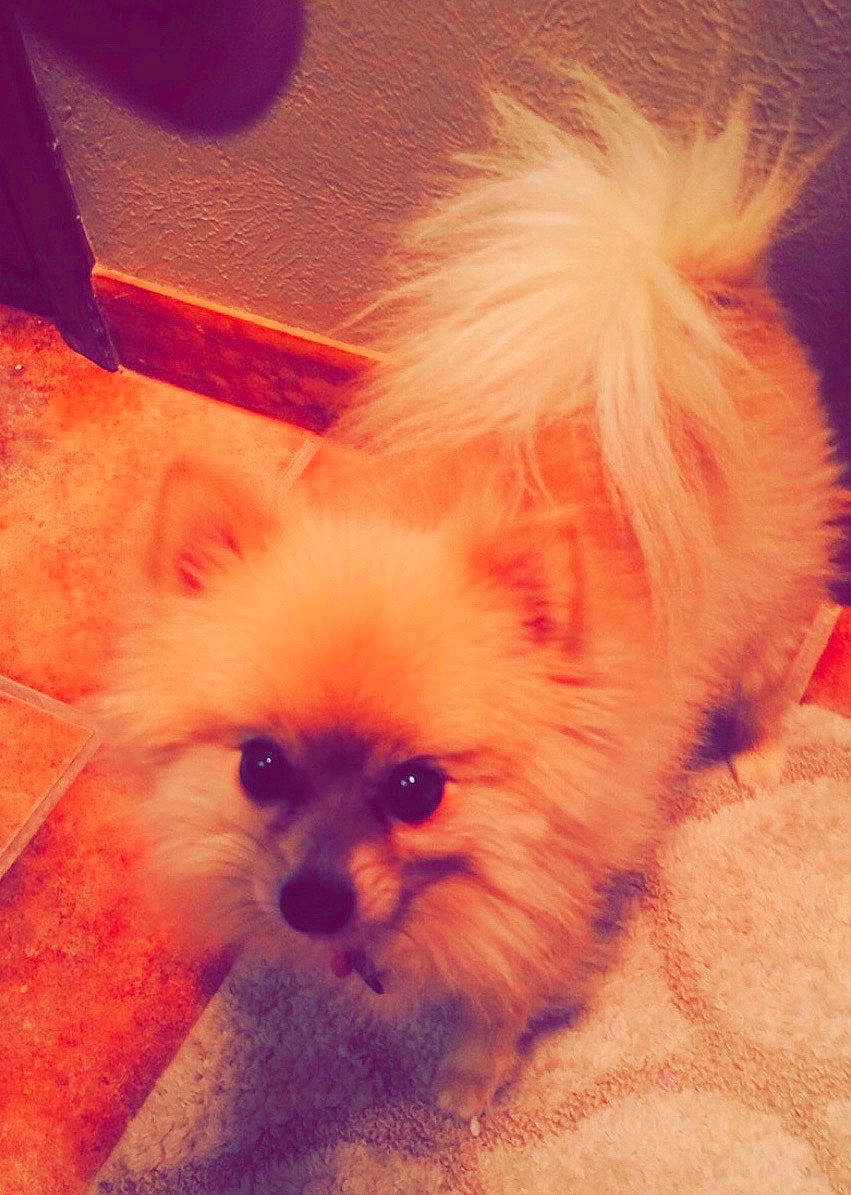 Peanut joined the competition — help win amazing prizes! canidae, carnivore, companion_dog, dog, dog_breed, ear, eye, iris, mammal, non_sporting_group, nose, pomeranian, puppy, skin, snout, spitz, toy_dog, vertebrate, volpino_italiano, whiskers