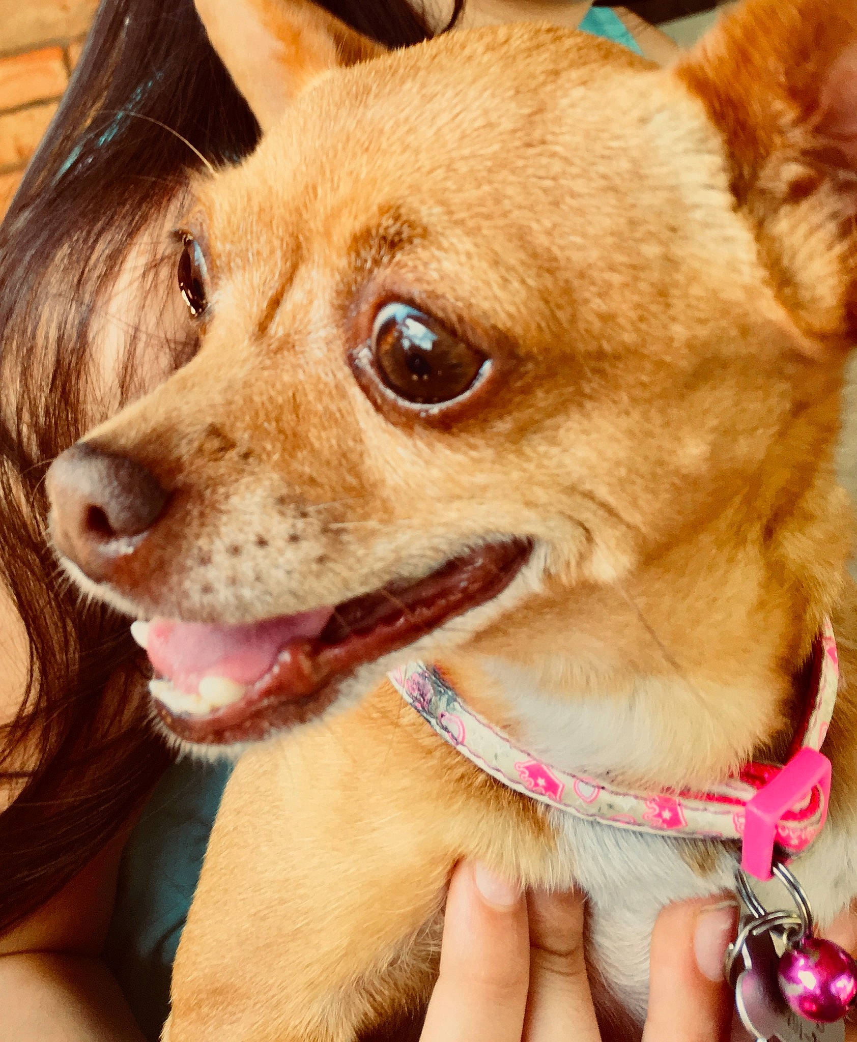 Lexus is registered to the contest to win money with this photo: canidae, carnivore, chihuahua, close_up, companion_dog, corgi_chihuahua, dog, dog_breed, dog_collar, ear, fawn, mammal, nose, puppy, puppy_love, skin, snout, toy_dog, vertebrate, whiskers