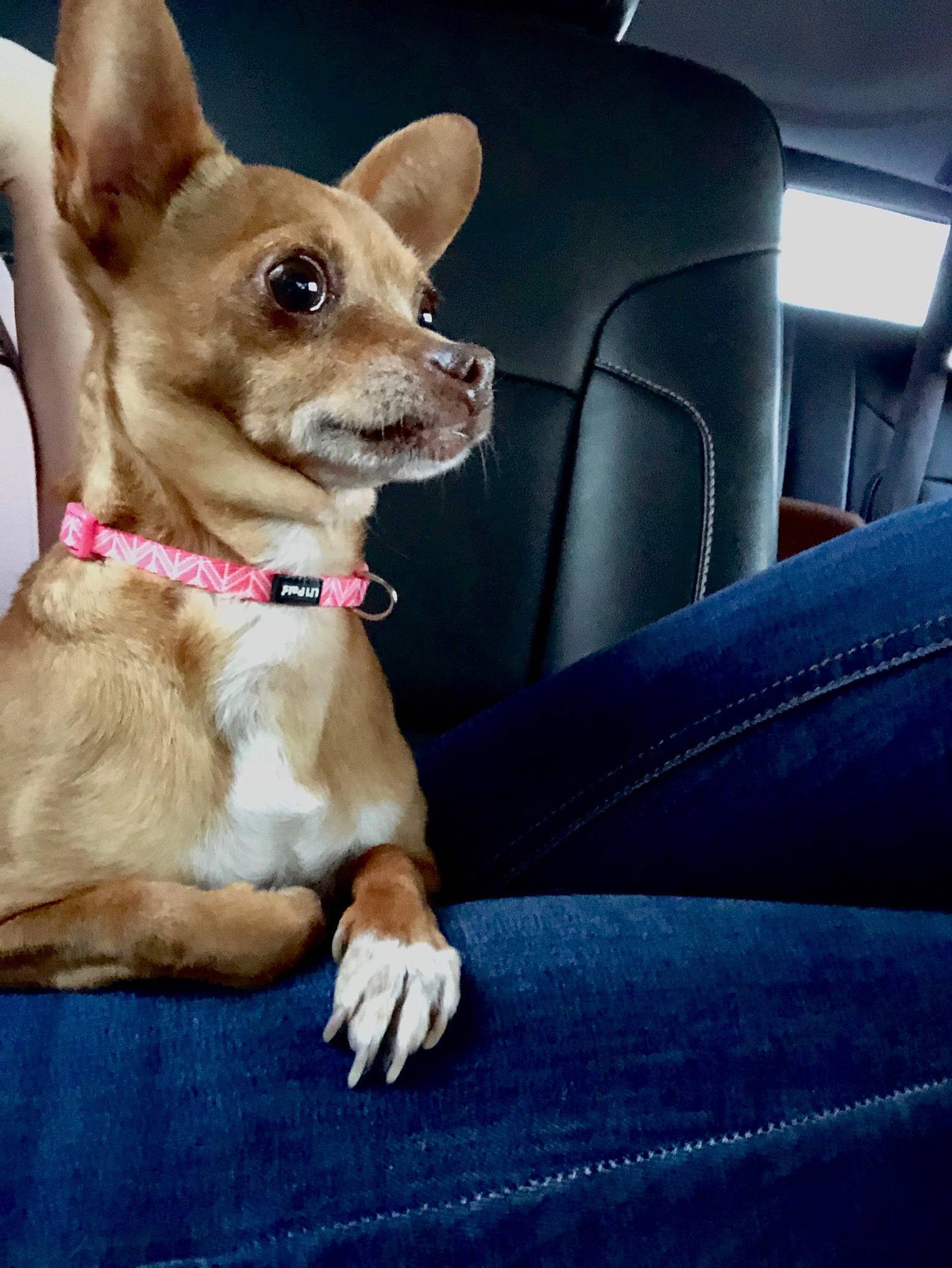 Lexus is registered to the contest to win money with this photo: canidae, car_seat, carnivore, chihuahua, companion_dog, corgi_chihuahua, dog, dog_breed, ear, fawn, mammal, paw, puppy, russkiy_toy, snout, toy_dog, vertebrate, whiskers