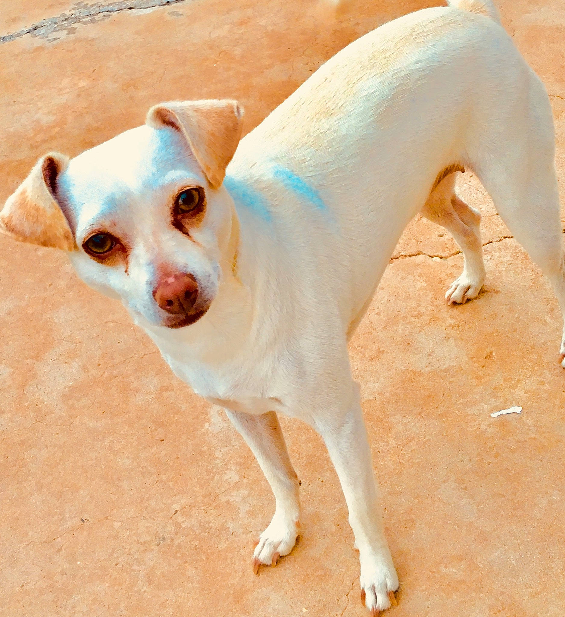 Elizabeth joined the competition — help win amazing prizes! ancient_dog_breeds, canidae, carnivore, companion_dog, dog, dog_breed, fawn, mammal, rare_breed_dog, snout, sporting_group, street_dog, tail, vertebrate