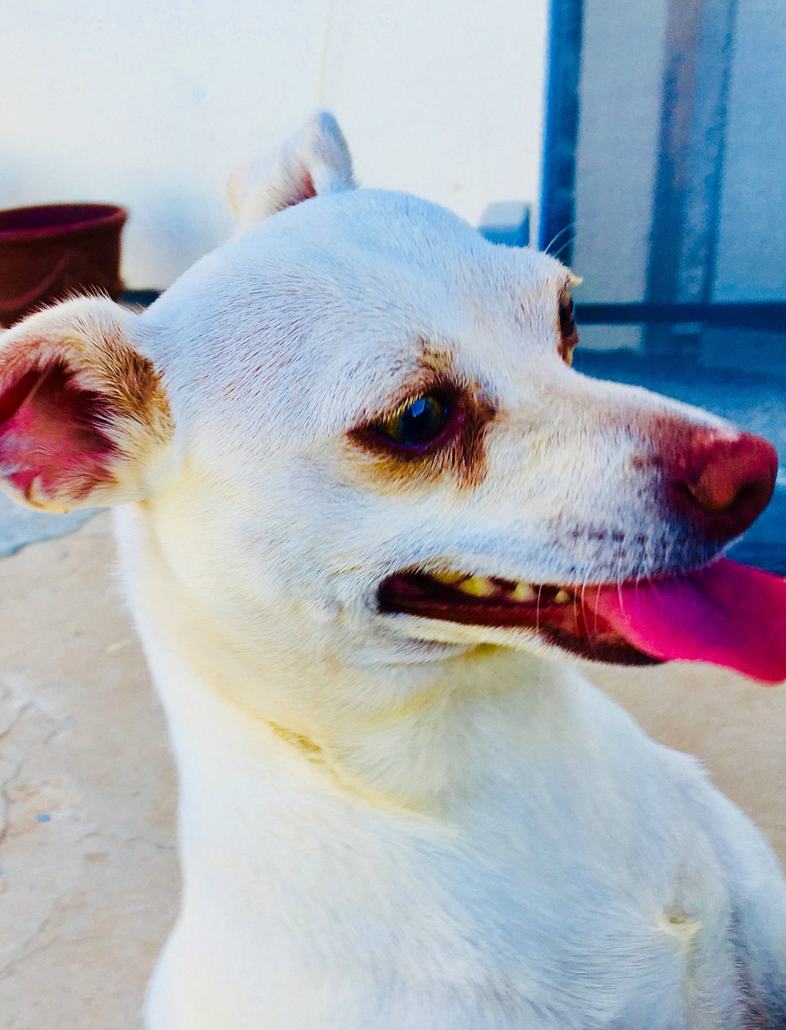 Elizabeth is registered to the contest to win money with this photo: aspin, canidae, carnivore, companion_dog, dog, dog_breed, ear, mammal, mouth, non_sporting_group, nose, potcake_dog, rare_breed_dog, snout, street_dog, tongue, vertebrate