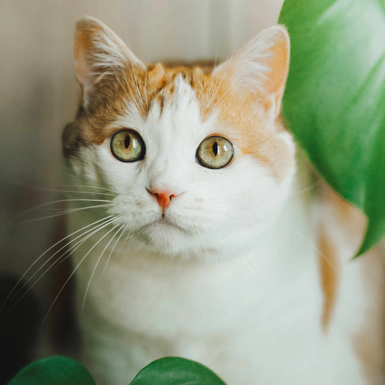 Molly participe au concours pour gagner de l'argent avec cette photo : animal, cat, close_up, curious, cute, domestic_cat, eyes, feline, fur, green_leaves, indoor, leaf, mammal, nature, orange_and_white, pet, plant, portrait, soft_light, whiskers