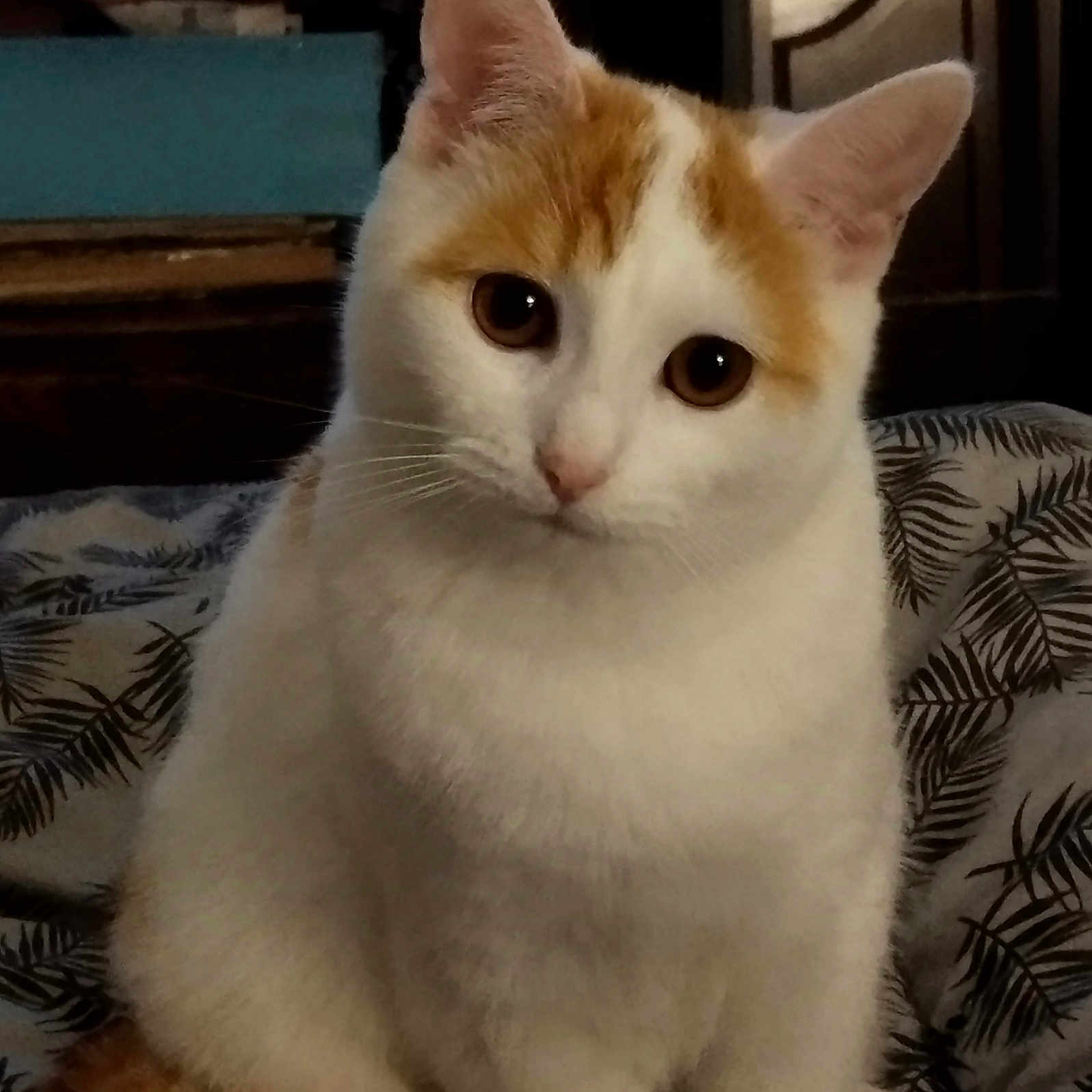 Winnie participe au concours pour gagner de l'argent avec cette photo : abyssinian, angora, animal, blanket, cat, chair, couch, cushion, furniture, homedecor, indoors, kitten, manx, pet, siamese, white