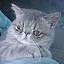 Yoda a rejoint le concours — aidez-le/la à gagner de superbes lots ! animal, big_eyes, calm, cat, close_up, cozy, cute, domestic, feline, fluffy, gray_cat, indoor, looking_away, mammal, paw, pet, portrait, resting, soft_texture, whiskers