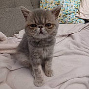 Yoda a rejoint le concours — aidez-le/la à gagner de superbes lots ! animal, blanket, blurred, cat, couch, cozy, cute, feline, fur, furry, gray_cat, home, indoor, kitten, minions, pet, pillow, sitting, soft, young