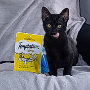 Beans is registered to the contest to win money with this photo: black_cat, cat, pet, animal, indoor, blanket, treats, snack, temptations, yellow_packaging, soft_texture, cute, licking_nose, feline, sitting, fur, eyes, whiskers, cozy, household