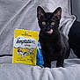 black_cat, cat, pet, animal, indoor, blanket, treats, snack, temptations, yellow_packaging, soft_texture, cute, licking_nose, feline, sitting, fur, eyes, whiskers, cozy, household