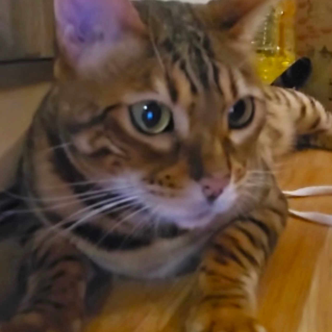 Aki joined the competition — help win amazing prizes! alert, animal, bengal_cat, cat, close_up, curious, domestic, ears, eyes, feline, household, indoor, mammal, paws, pet, resting, striped, tabby, whiskers, wooden_floor