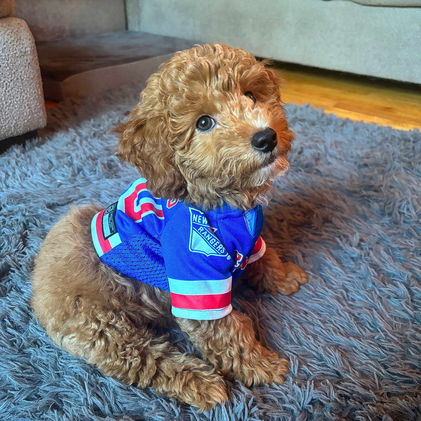 Ranger joined the competition — help win amazing prizes! airedale, animal, architecture, building, canine, clothing, cockerspaniel, couch, cushion, dog, furniture, homedecor, indoors, livingroom, pet, poodle, puppy, room, rug, terrier