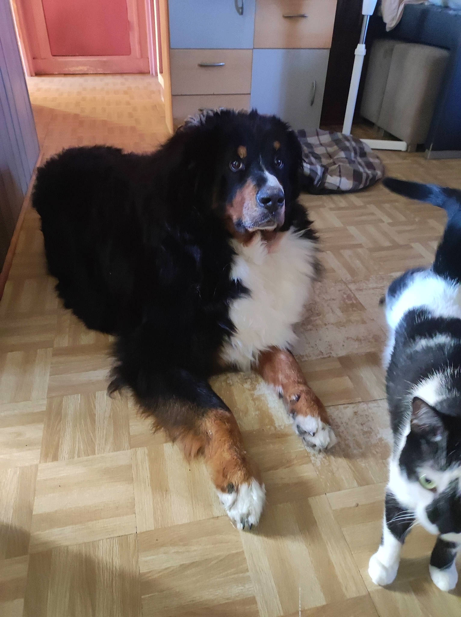Kitty participe au concours pour gagner de l'argent avec cette photo : bernese_mountain_dog, cabinetry, canidae, carnivore, companion_dog, cupboard, dog, dog_breed, door, floor, flooring, fur, hardwood, herding_dog, snout, sporting_group, tail, wood, working_animal, working_dog