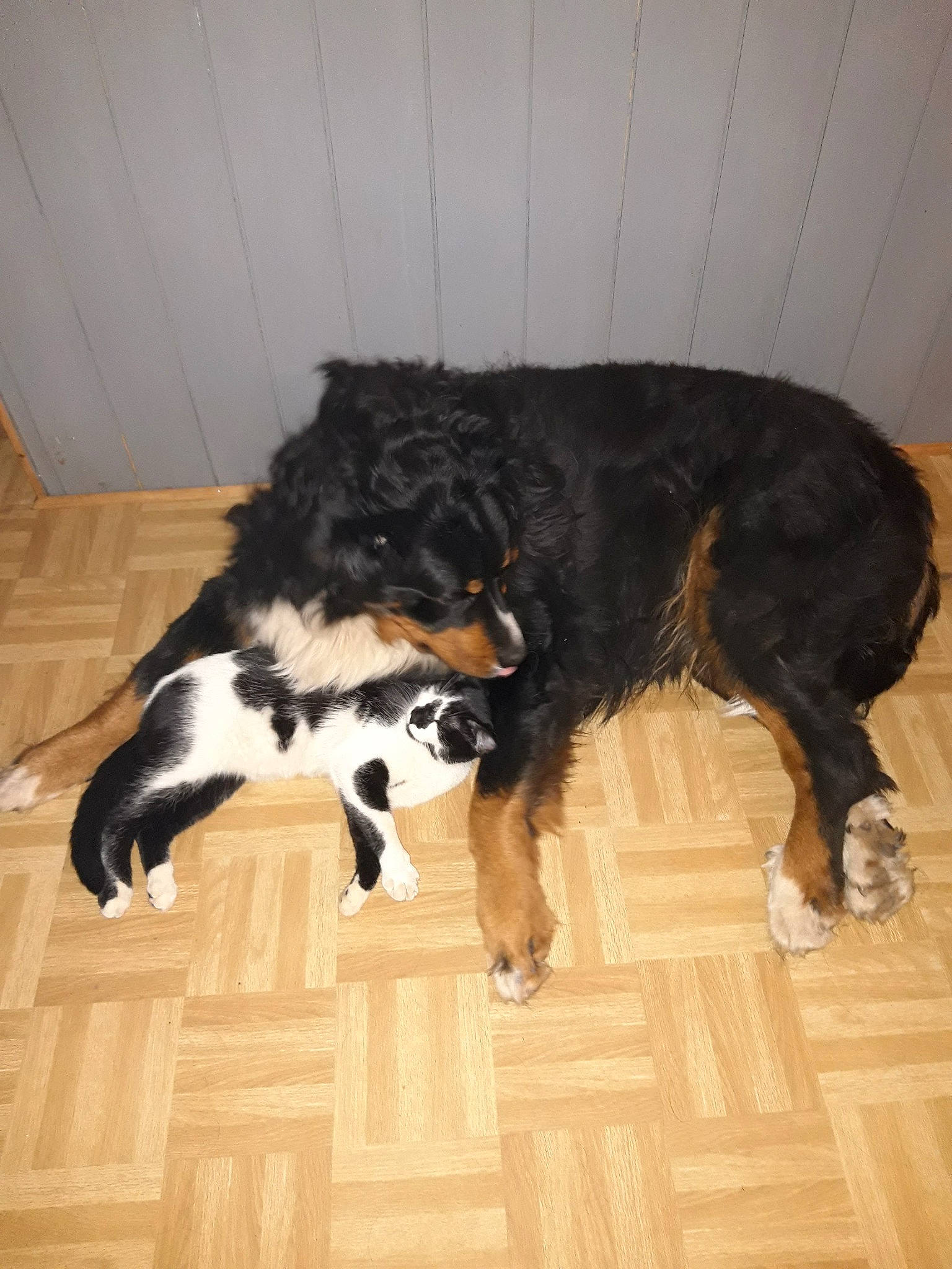Kitty a rejoint le concours — aidez-le/la à gagner de superbes lots ! bernese_mountain_dog, canidae, carnivore, chair, companion_dog, dog, dog_breed, door, flooring, fur, hardwood, herding_dog, laminate_flooring, snout, sporting_group, tail, wood, wood_flooring, working_animal, working_dog