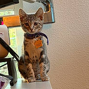 Freckles joined the competition — help win amazing prizes! animal, cat, collar, curious, cute, desk, ears, feline, fur, indoor, kitten, light, paws, pet, sitting, tabby, tag, whiskers, window, young