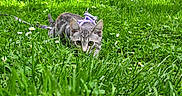 Freckles is registered to the contest to win money with this photo: adventure, animal, cat, curious, cute, feline, forest, grass, greenery, harness, leaves, meadow, nature, outdoor, pet, playful, small_animal, sunlight, tabby_cat, wildlife