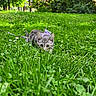 cat, tabby_cat, grass, greenery, forest, nature, outdoor, meadow, harness, animal, pet, cute, small_animal, wildlife, leaves, sunlight, feline, curious, playful, adventure