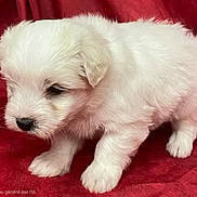 Alpha participe au concours pour gagner de l'argent avec cette photo : puppy, dog, white, fluffy, fur, animal, pet, cute, young, small, standing, red_background, indoor, adorable, mammal, canine, portrait, closeup, soft, fur_texture