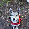 Jean joined the competition — help win amazing prizes! dog, canine, blue_eyes, red_jacket, standing, outdoors, woodland, forest, path, leaves, nature, portrait, close_up, front_view, fluffy, pointed_ears, white_fur, gray_fur, pet, animal
