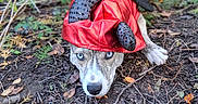 Jean is registered to the contest to win money with this photo: dog, canine, blue_eyes, red_costume, costume, outdoor, forest, woodland, nature, fallen_leaves, soil, ground, portrait, lying_down, close_up, pet, animal, funny, costumed_dog, photography