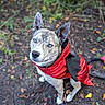 Jean joined the competition — help win amazing prizes! dog, canine, blue_eyes, red_jacket, outdoor, forest, woodland, nature, backpack, pet, animal, portrait, standing, sitting, floppy_ears, short_fur, leash, ground, leaves, adventure