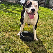Cisco a rejoint le concours — aidez-le/la à gagner de superbes lots ! dog, black_and_white, grass, toy, outdoor, sunny, garden, tree, chair, concrete_wall, tire, pet, playful, happy, animal, summer, daylight, tongue_out, canine, nature