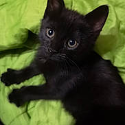 Judah joined the competition — help win amazing prizes! animal, black_kitten, blanket, cat, cozy, curious, cute, domestic_animal, ears, eyes, feline, fur, green, indoor, lying_down, pet, small, soft, whiskers, young