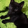 animal, black_kitten, blanket, cat, cozy, curious, cute, domestic_animal, ears, eyes, feline, fur, green, indoor, lying_down, pet, small, soft, whiskers, young