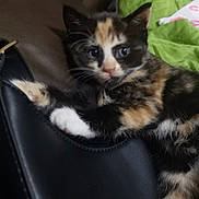Cornflake is registered to the contest to win money with this photo: kitten, calico, cat, pet, animal, fur, paw, shoe, indoor, cute, curious, closeup, black, white, orange, green, blanket, claw, resting, young