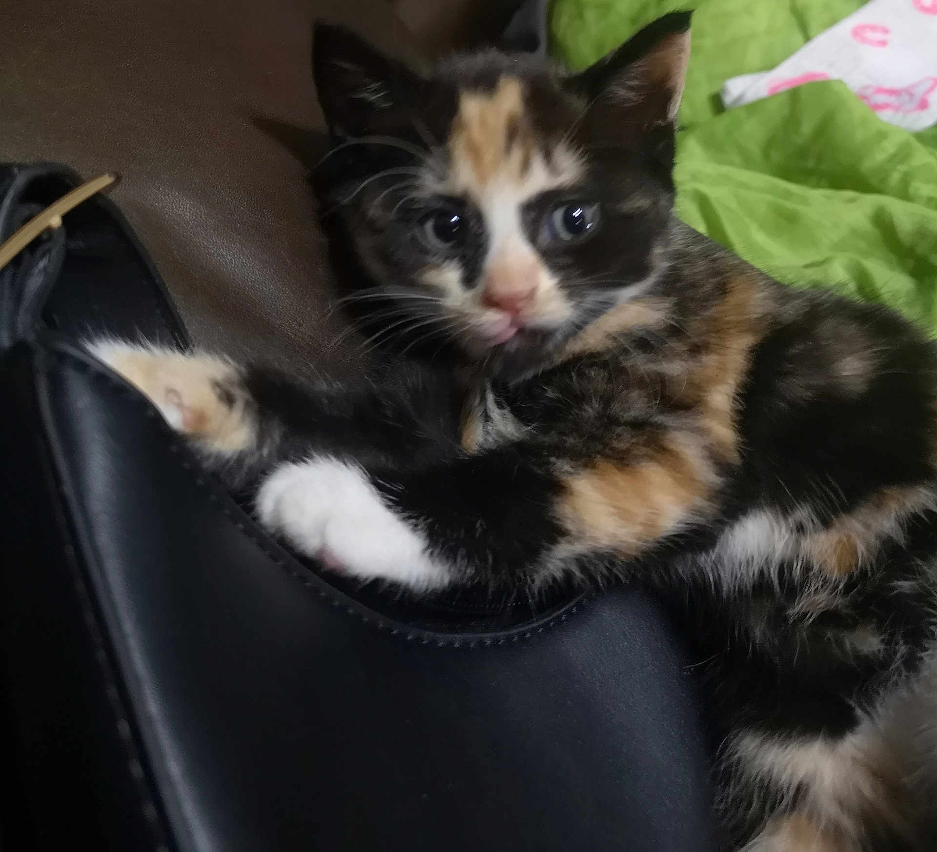 Cornflake is registered to the contest to win money with this photo: kitten, calico, cat, pet, animal, fur, paw, shoe, indoor, cute, curious, closeup, black, white, orange, green, blanket, claw, resting, young