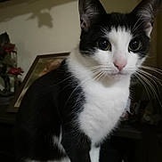 Pebbles joined the competition — help win amazing prizes! cat, tuxedo_cat, pet, feline, whiskers, close_up, black_and_white, indoor, portrait, eyes, ears, nose, fur, curious, face, mammal, sitting, domestic_animal, home, shelf